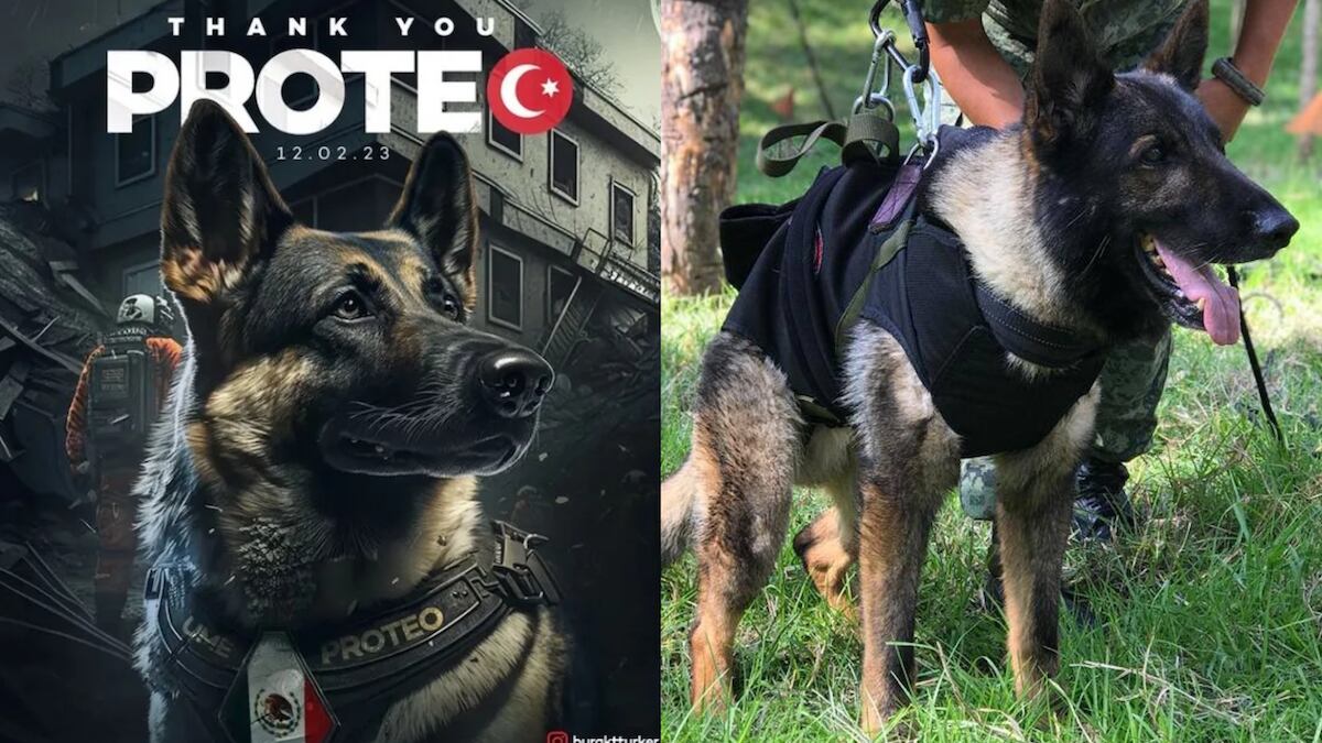 El lomito salvó vidas tras el sismo en Turquía. (Especial)