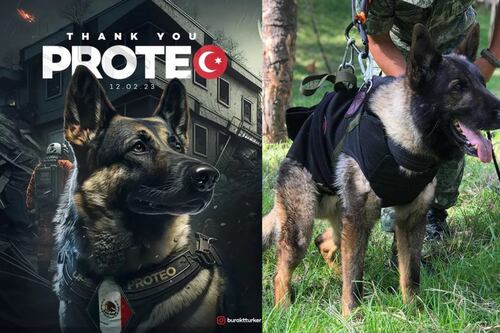 ¡Proteo para siempre! Colocarán estatua en Turquía, como homenaje al lomito mexicano