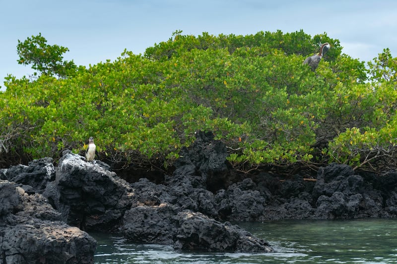 Sea Lions of the Galápagos