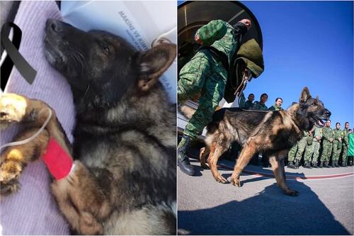 ¡Con ellos no 😡! Argentinos se quejan de los perritos rescatistas que mandó México a Turquía