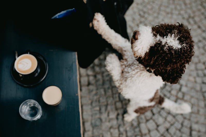 La tendencia del "puppuccino"