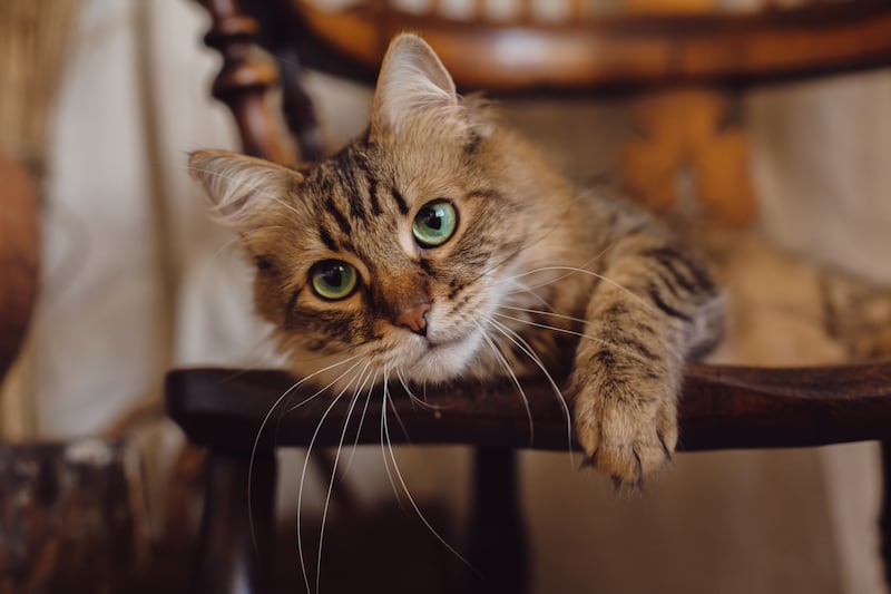 Signos zodiacales y mascotas