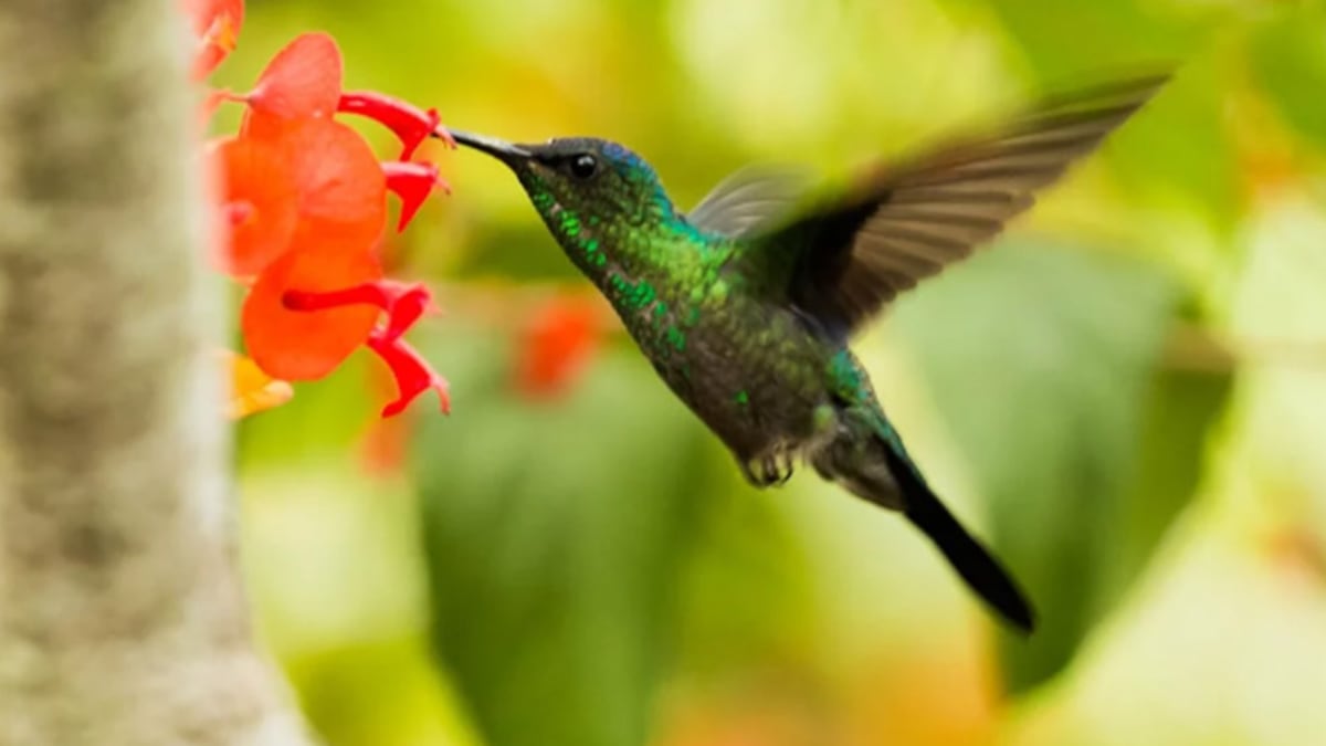 Colibrí verde significado