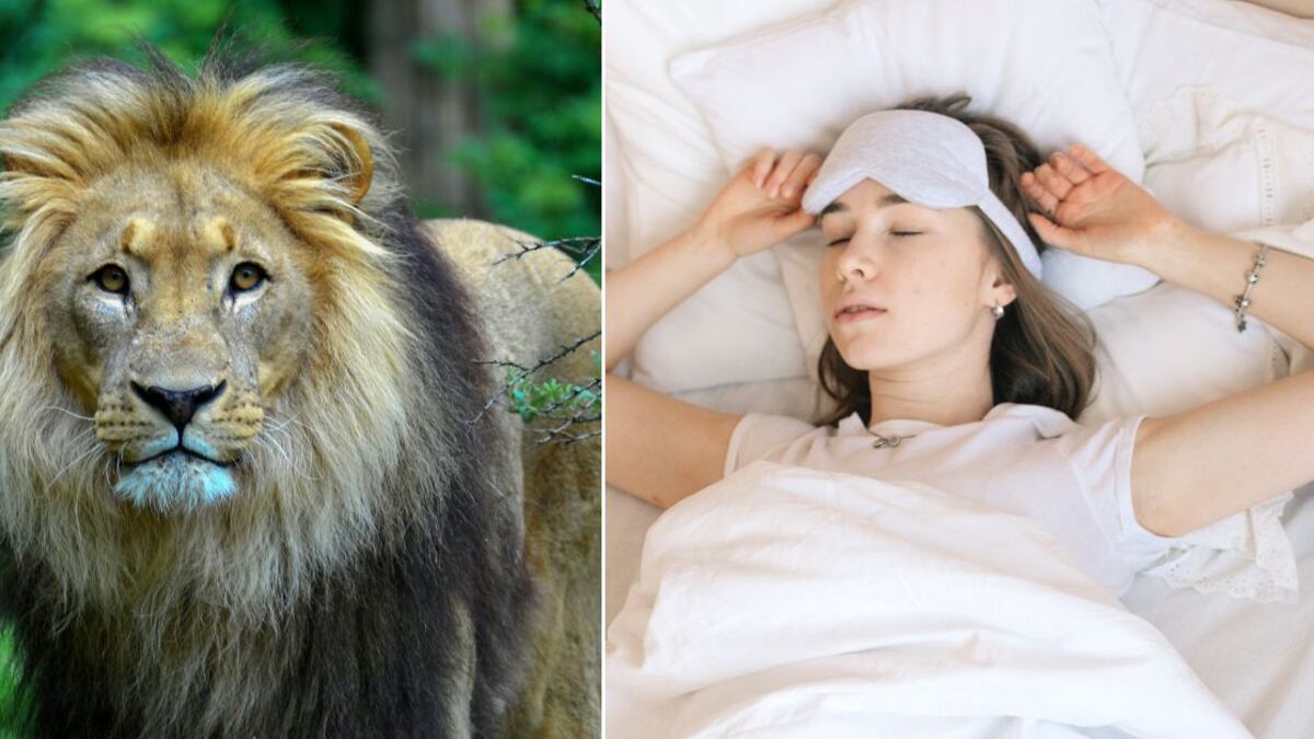 Soñar con leones guarda un mensaje bastante significativo