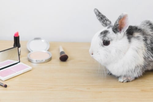 Chile da un paso firme: adiós al testeo en animales en la industria cosmética