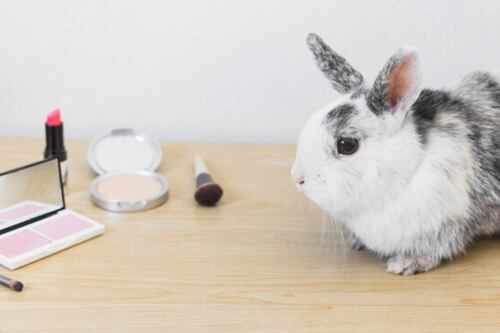 Chile da un paso firme: adiós al testeo en animales en la industria cosmética