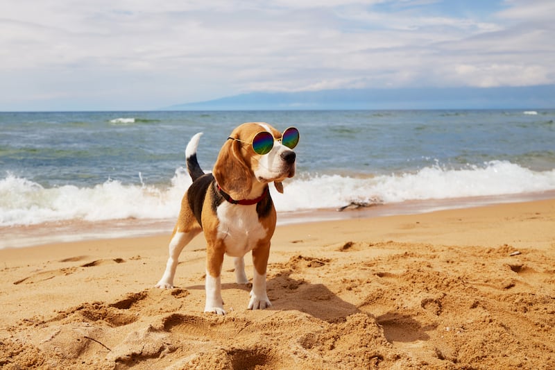 Mucho sol y altas temperaturas: cómo cuidar correctamente a tu perrito durante el calor extremo