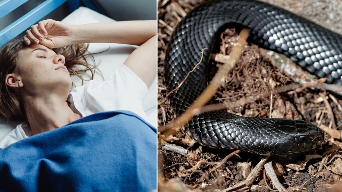 Qué significa soñar con serpientes negras