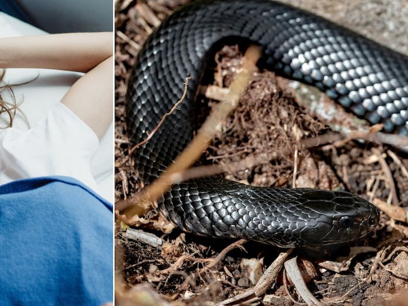 ¿Qué significa soñar con serpientes negras? Tu mente te está mandando un mensaje importante