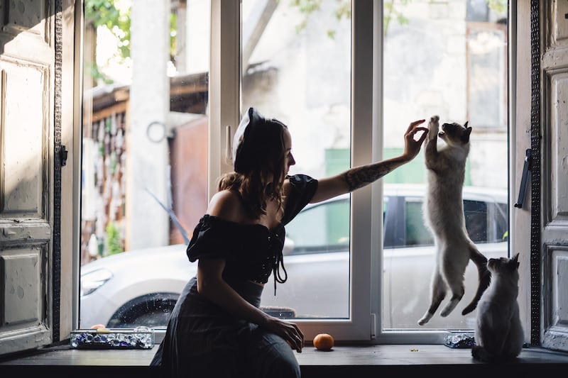 Los gatos saltan como atletas olímpicos