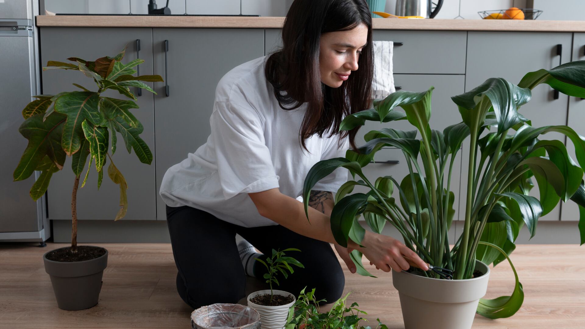 Cómo eliminar el moho blanco de las plantas.