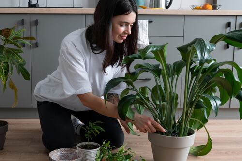 Las 3 formas más efectivas de eliminar el moho blanco de las plantas