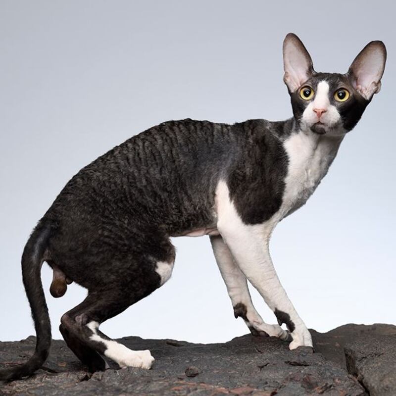 Cornish Rex