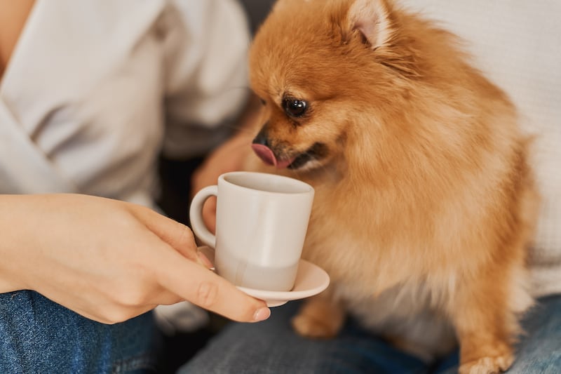 La tendencia del "puppuccino"