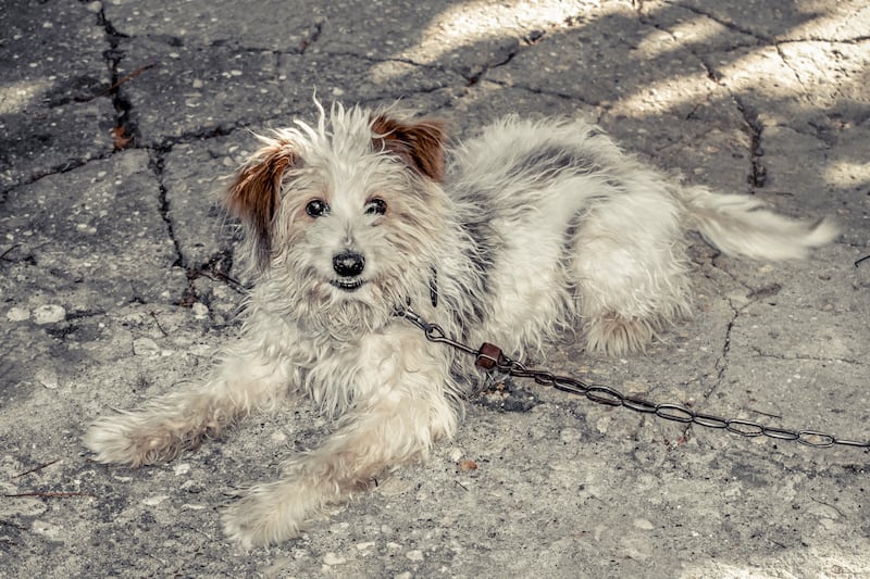 Maltrato de animales de compañía