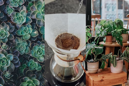 Cuatro maneras de usar el café para cuidar las plantas y hacer que luzcan radiantes