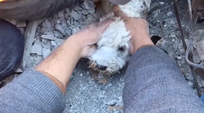 Rescatan a perrito de los escombros