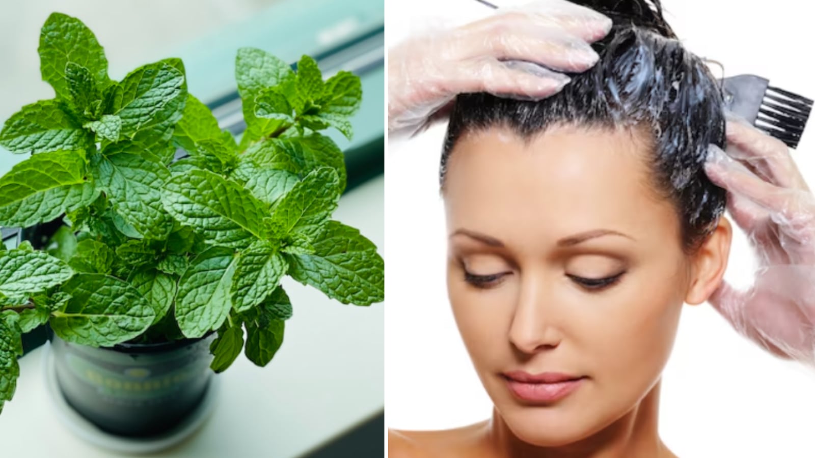 Romero y menta para el cabello