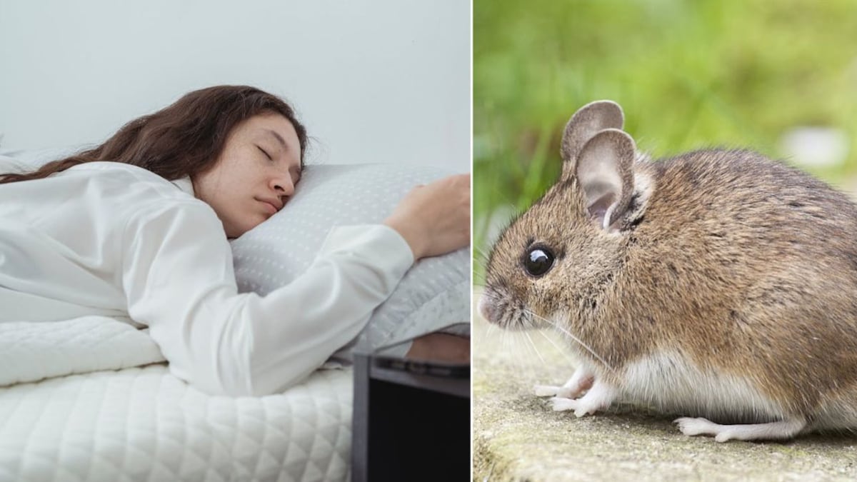 Sueños significado ratas