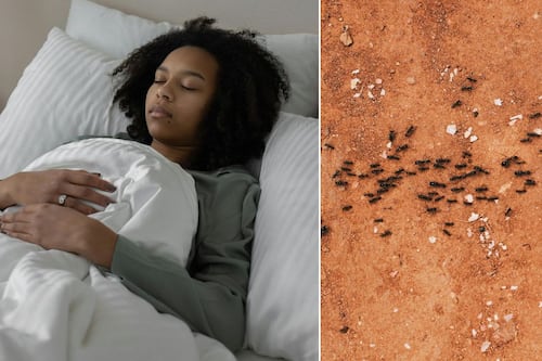 ¿Cuál es el significado de soñar con hormigas? Los posibles mensajes detrás del sueño