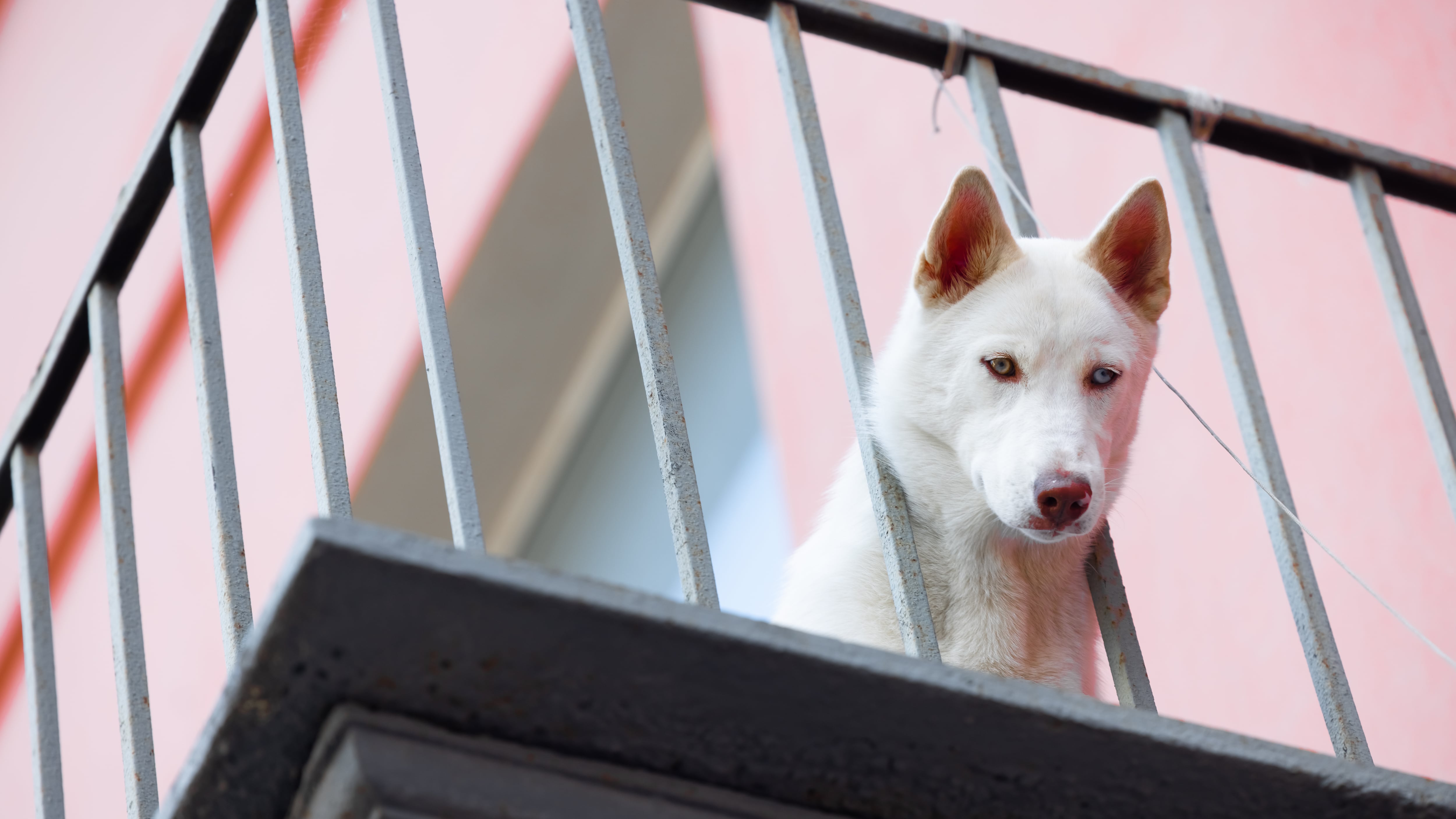 Adiós al "perro de terraza"