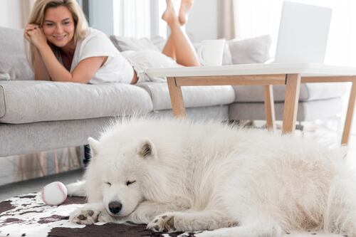 Demencia senil en perros: Reconoce las señales y cuidar a tu mejor amigo peludo