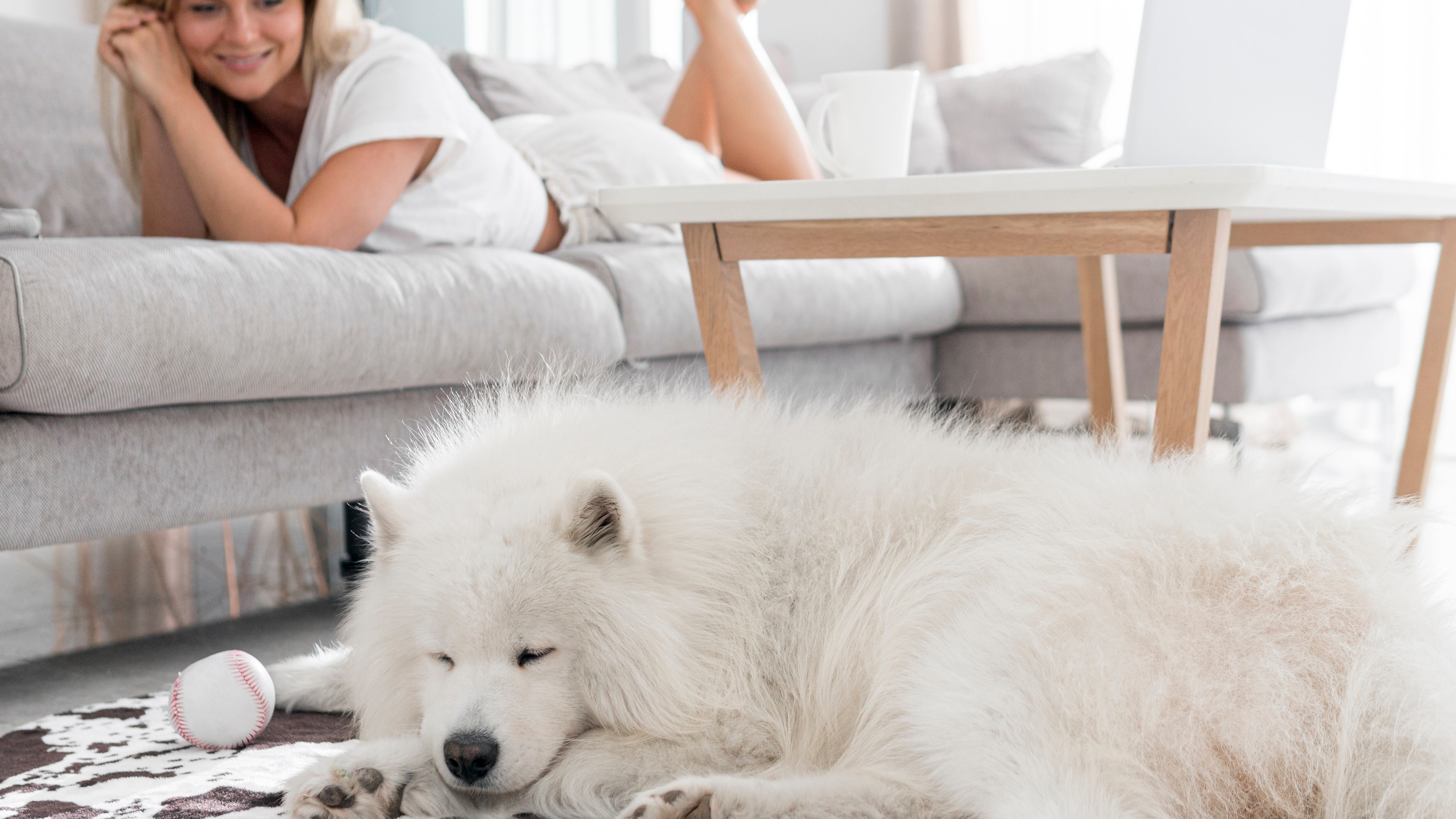 Perro con demencia senil