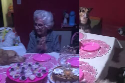 Junto a sus 10 perritos, abuelita celebró su fiesta de cumpleaños número 89