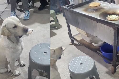 Perrito lleva objetos de la calle a cambio de comida en un puesto de gorditas