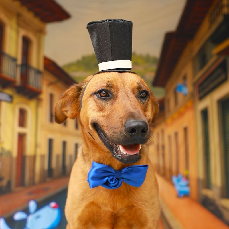 Los detalles sobre la campaña que convierte a perros y gatos rescatados en estrellas futboleras para encontrarles hogar