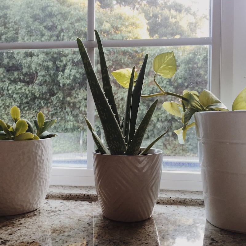 Aloe vera