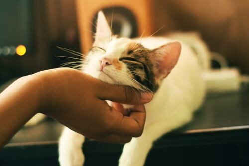 Estas son las señales de tu gato para decirte que te quiere