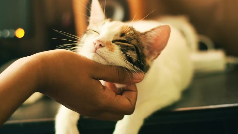 Cuando se crea un vínculo con un gato, es para siempre