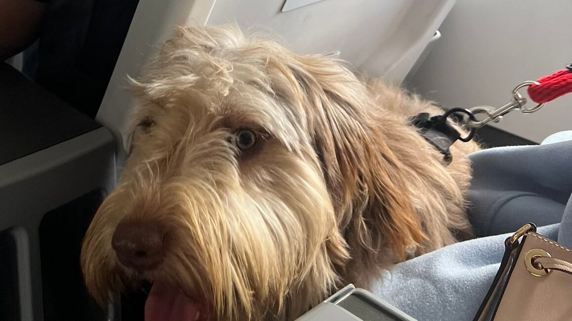 Perro en cabina que le causó molestia a Luis Colmenares