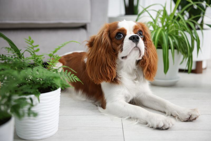 Plantas tóxicas para perros y gatos