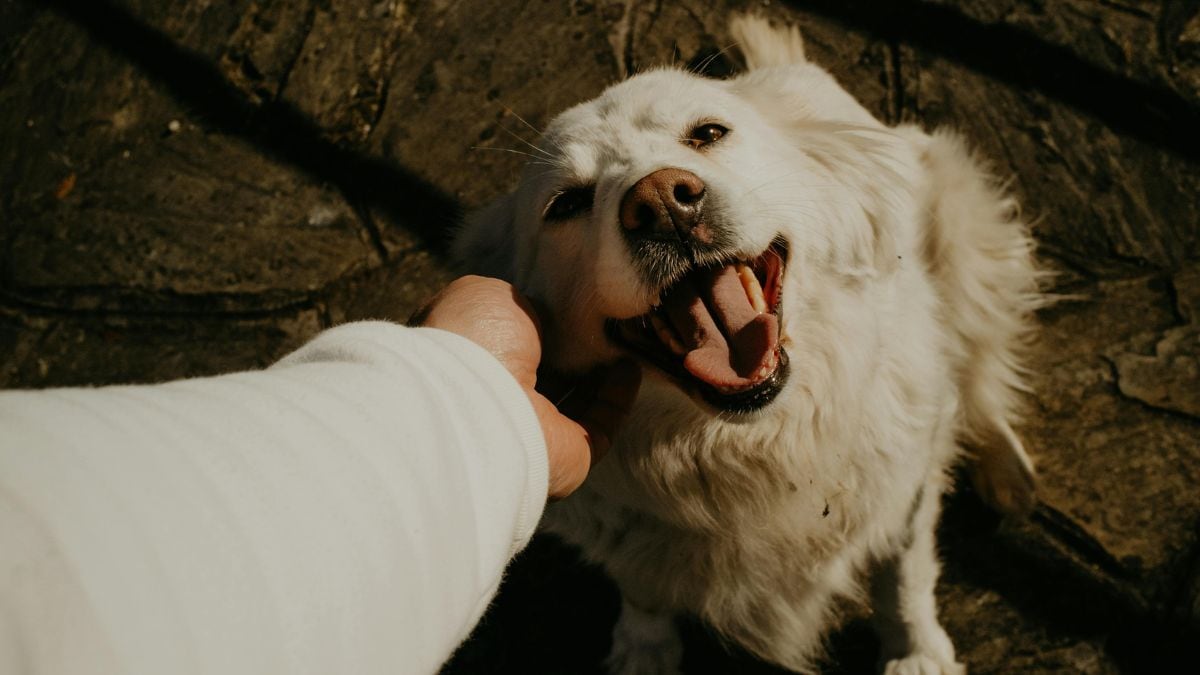 Descubre las películas sobre perros más conmovedoras que te harán llorar de principio a fin