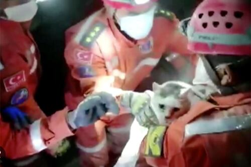 Rescatista conmueve al reanimar a gatito del terremoto de Turquía