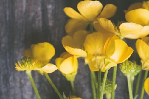 La razón por la que no se deben regalar flores amarillas en San Valentín