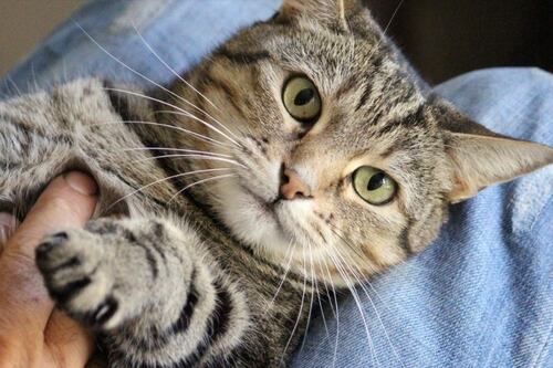 Gato salvó a su dueña de un ataque al corazón al darle golpes en el pecho