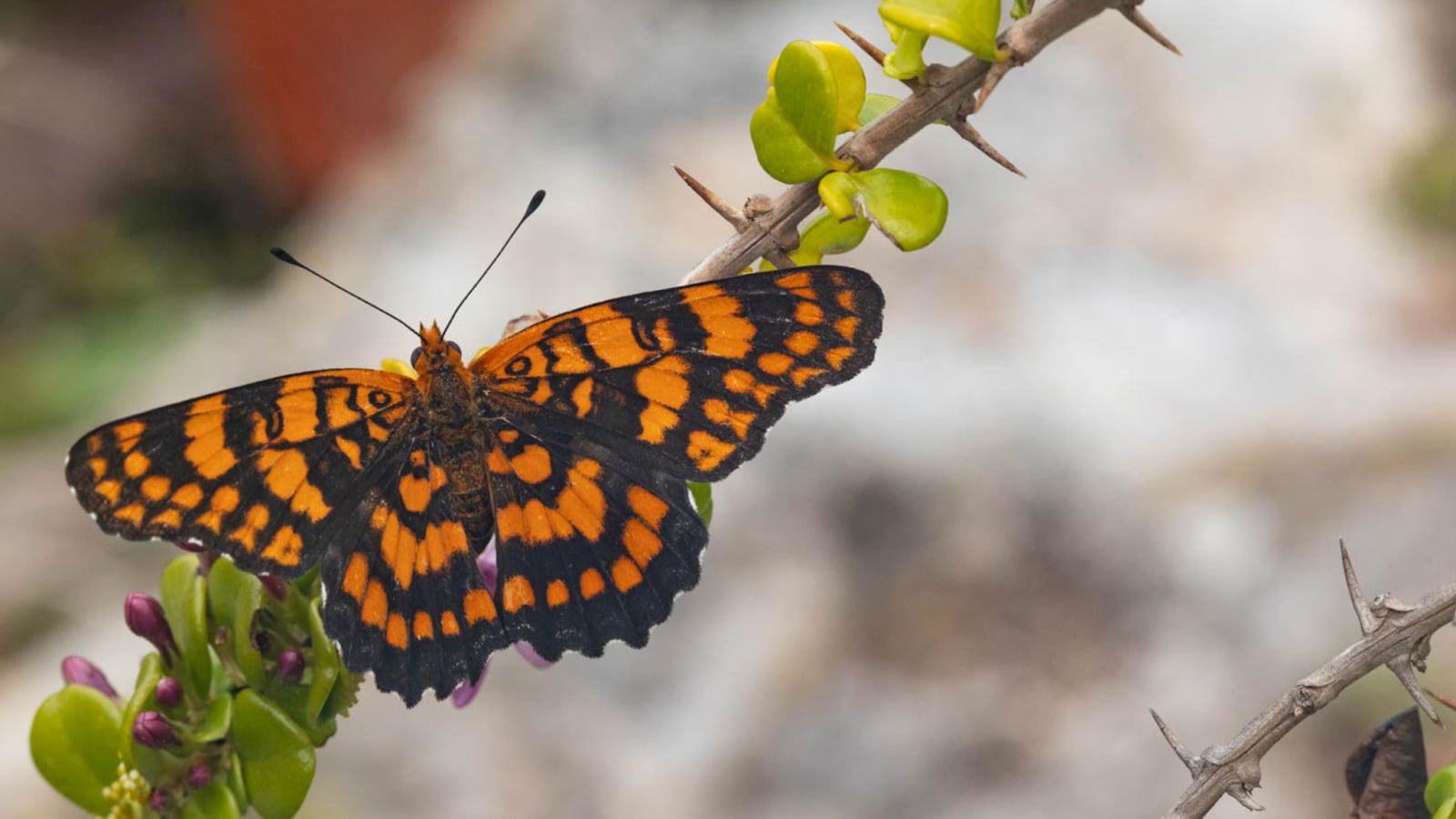 La culminación del ciclo de vida de la especie, desde el huevo hasta la mariposa, promedia 125 días, aunque puede variar según la temperatura y la humedad (Imagen por Dustin Smith)