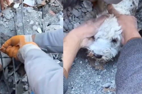 ¡Verdaderos héroes! Rescatistas sacan a un lomito con vida de entre los escombros en Turquía