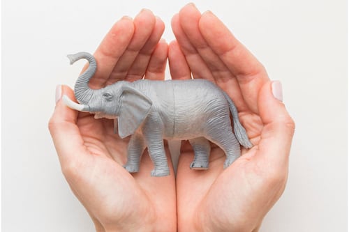 Atrae abundancia en Navidad: Este animal sagrado del Feng Shui puede cambiar la energía de tu hogar