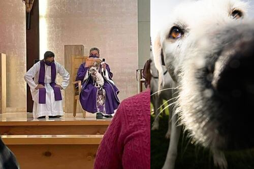 “Llora si la dejo sola”; sacerdote conmovió a todos al dar la misa junto a su perrita
