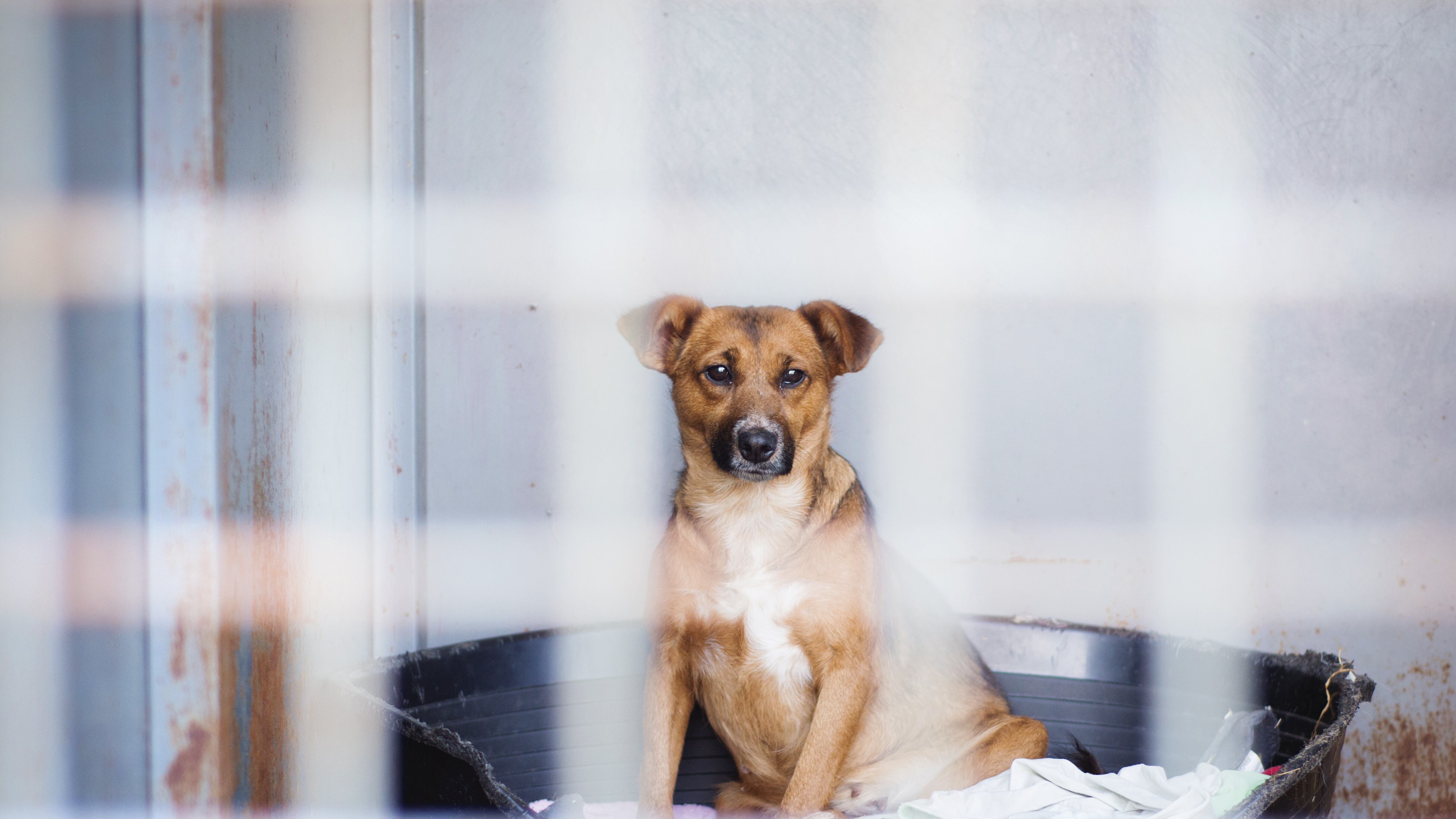 Mascotas en refugios por deportaciones