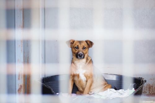 Las deportaciones dejan huellas en corazones peludos: historias de abandono, solidaridad y nuevos hogares