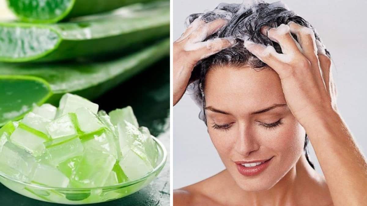 Aloe vera en el champú