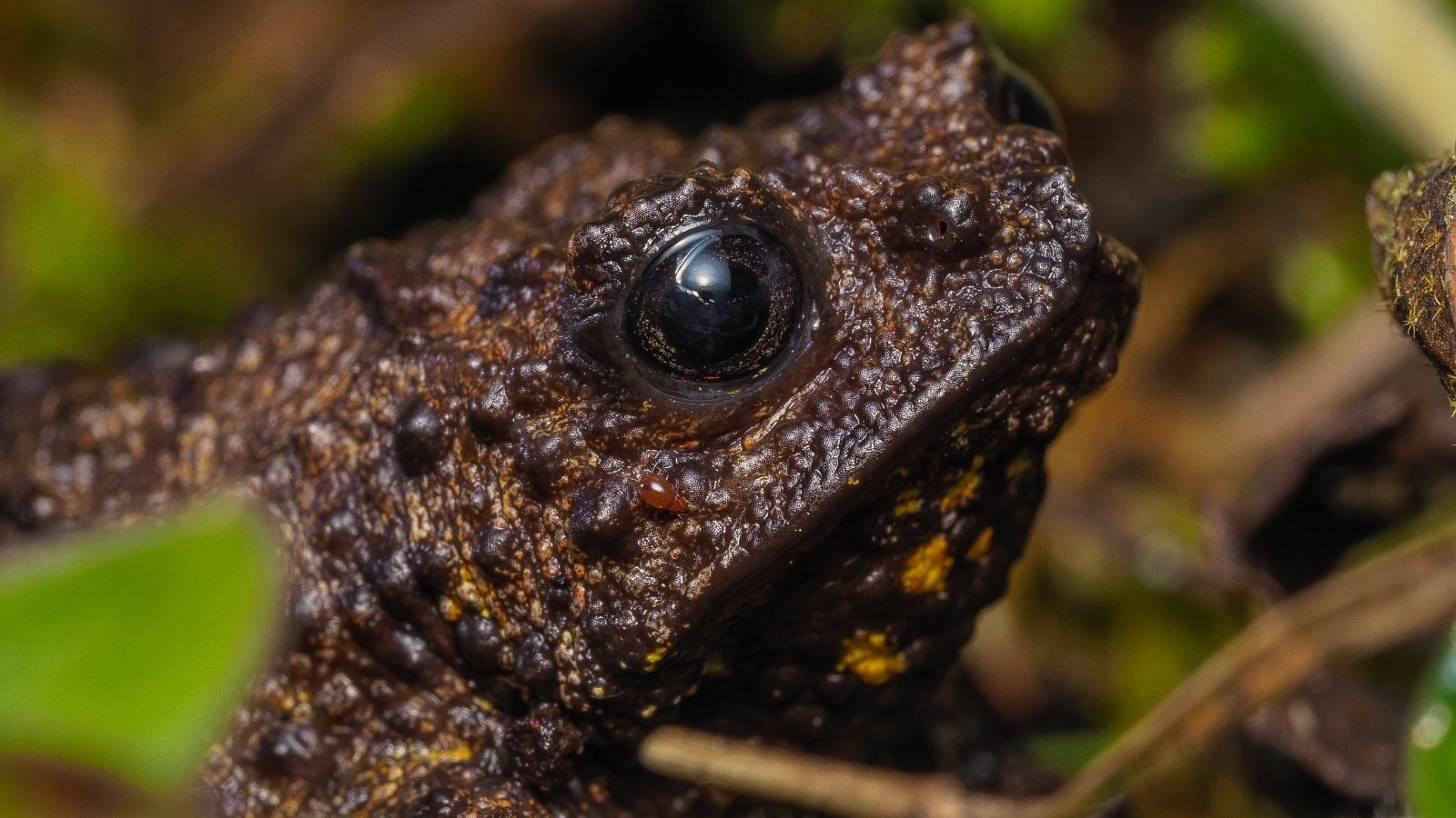 Nueva especie de anfibio