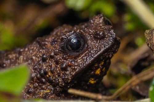 Ecuador celebra la vida: la ciencia descubre 78 nuevas especies de flora y fauna silvestre en el país
