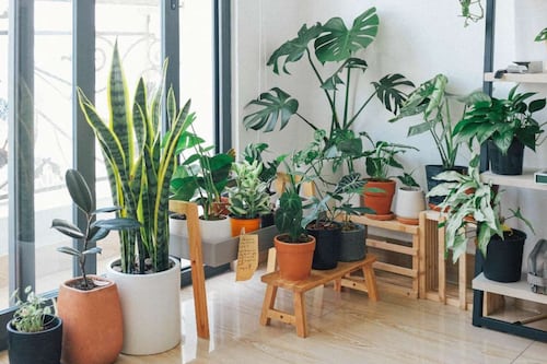 Estas son las cinco plantas que debes tener en casa para purificar el aire