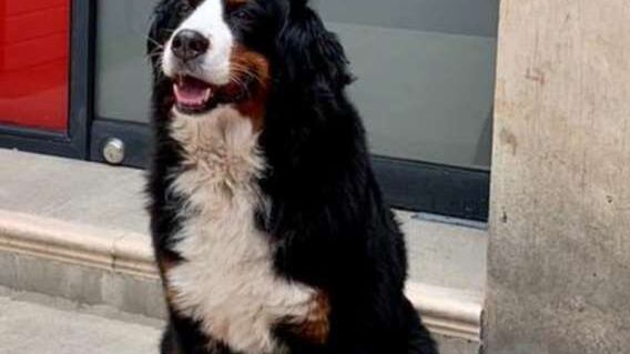 Kiara, perrita perdida